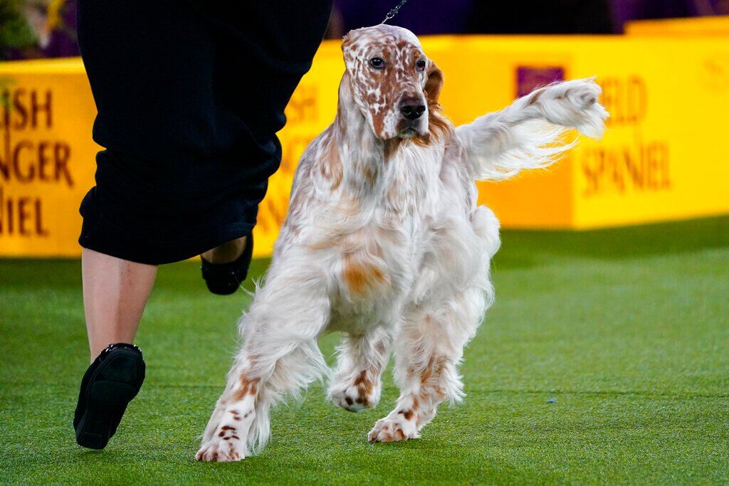 Westminster Dog Show